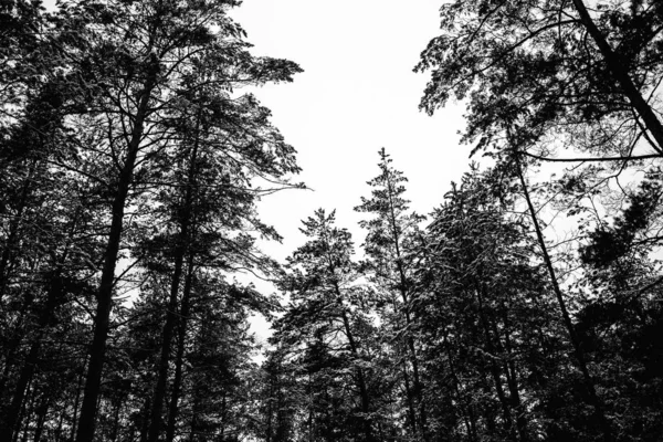 Černobílé fotografie z borového lesa v zimě — Stock fotografie