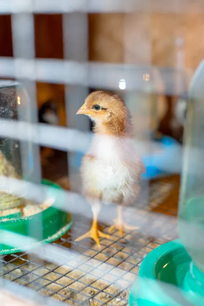 Små kyllinger i en rugemor på gården - Stock-foto