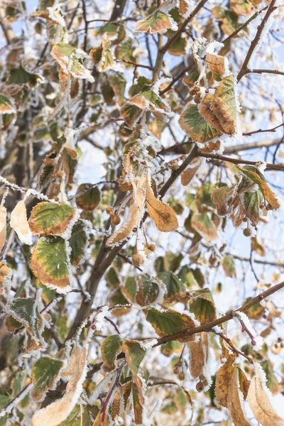 Листья Линдена покрыты морозом — стоковое фото