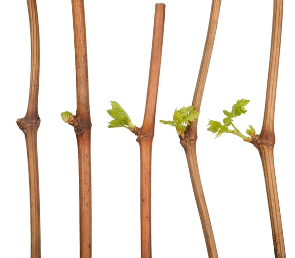 El proceso de cultivo de los plantones de uva de la vid . — Foto de Stock