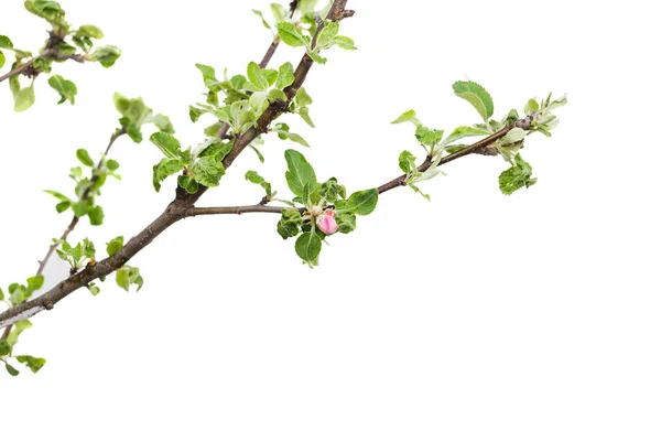 Young apple tree isolated on white background. — Stock Photo, Image