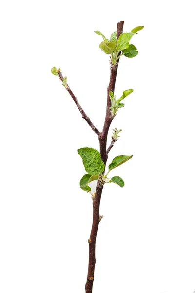 Young apple tree isolated on white background. — Stock Photo, Image