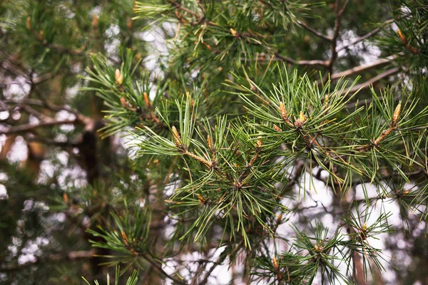 Pine toppen in het voorjaar. Pijnboomtakken bloeide. Jonge dennenappel. — Stockfoto