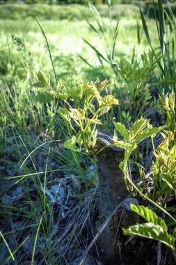 Yeni çekimleri ile Stump. Genç dalları, yaşam için susuzluk.
