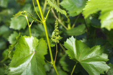  Bahar zamanında üzüm bağları üzerinde genç yeşil üzüm dalları