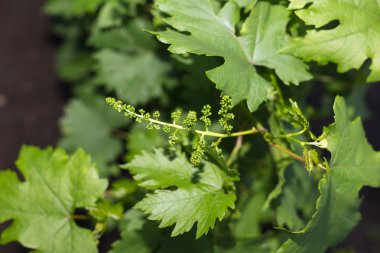  Bahar zamanında üzüm bağları üzerinde genç yeşil üzüm dalları