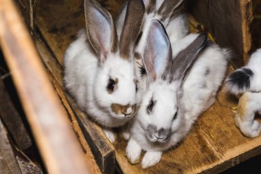 Küçük bir kulübede tavşan büyük bir grup ıslahı.