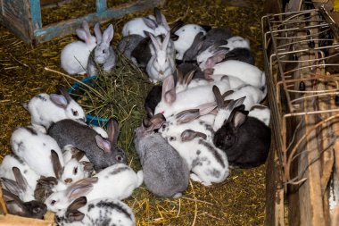 Küçük bir kulübede tavşan büyük bir grup ıslahı.