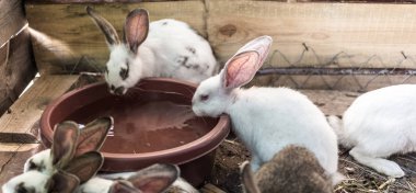 Küçük bir kulübede tavşan büyük bir grup ıslahı.