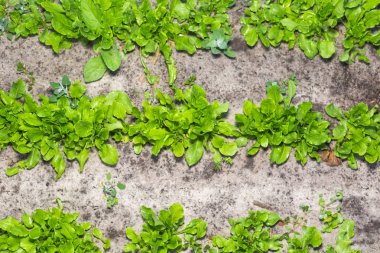 Bahçede ilk bahar kuzukulağı