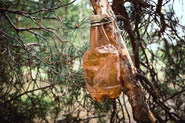 Botella de plástico marrón en un árbol en un bosque de pinos . — Foto de Stock