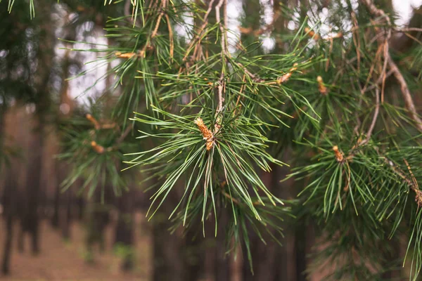 Pine buds in the spring. Bloomed pine branches. Young pine cone. — Stock Photo, Image