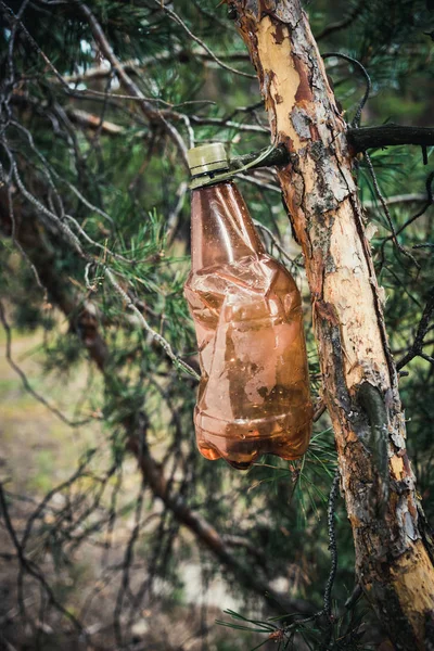 Brown plastic bottle on a tree in a pine forest. — Stock Photo, Image