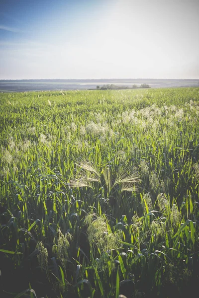 Field of young green oats at sunset — Stock Photo, Image