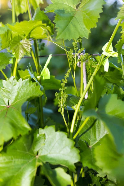 Young green grape branches on the vineyard in spring time — Stock Photo, Image