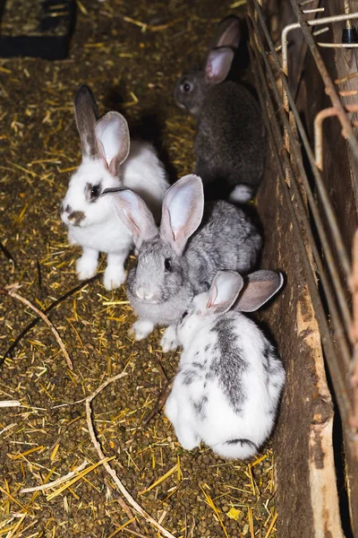작은 창고에서 토끼의 큰 그룹을 사육. — 스톡 사진