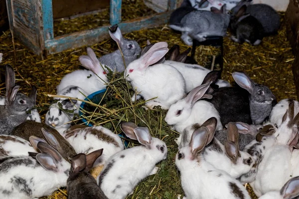 La cría de un gran grupo de conejos en un pequeño cobertizo . — Foto de Stock
