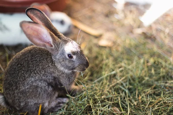 La cría de un gran grupo de conejos en un pequeño cobertizo . —  Fotos de Stock