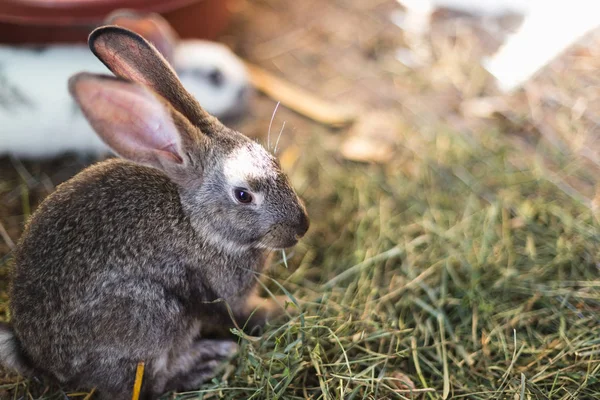 Breeding a large group of rabbits in a small shed. — Stock Photo, Image