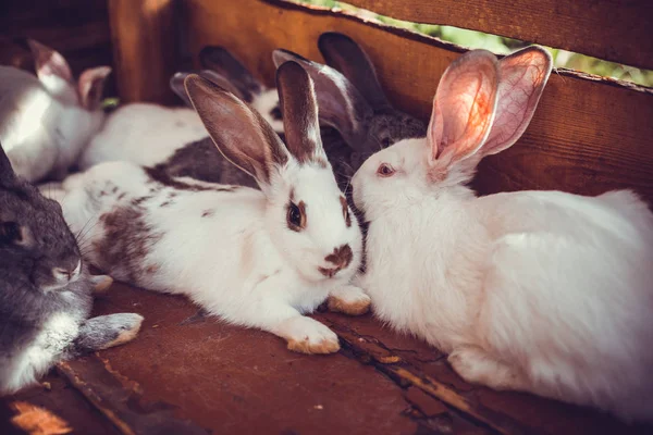 Розведення великої групи кроликів в маленькому сараї . — стокове фото