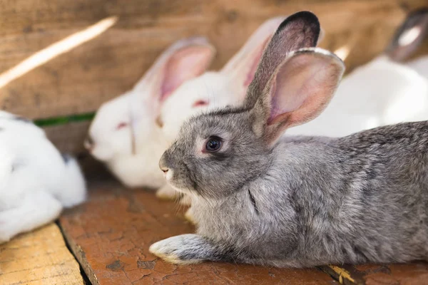 Fokken van een grote groep konijnen in een kleine schuur. — Stockfoto