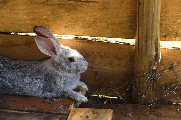 Разведение большой группы кроликов в небольшом сарае . — стоковое фото