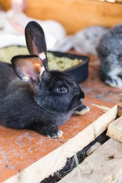 Breeding a large group of rabbits in a small shed. — Stock Photo, Image