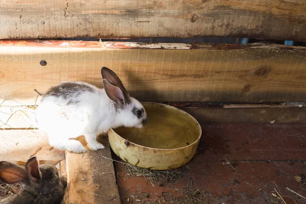 小さな小屋でウサギの大きなグループを繁殖. — ストック写真