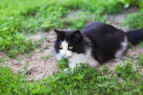 Rustic black white cat in green grass — Stock Photo, Image
