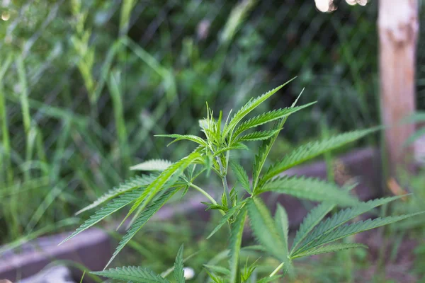 Una pianta di cannabis, un cespuglio di marijuana in campagna . — Foto Stock