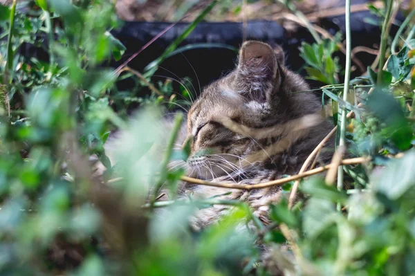 Gri kedi yeşil otların arasında yer alır. — Stok fotoğraf