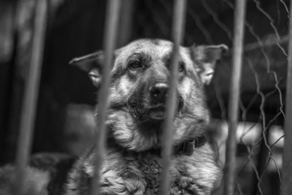 Un gran pastor triste en un viejo pajarito . —  Fotos de Stock