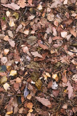 Karanlık sonbahar arka plan tasarımı için yaprakları