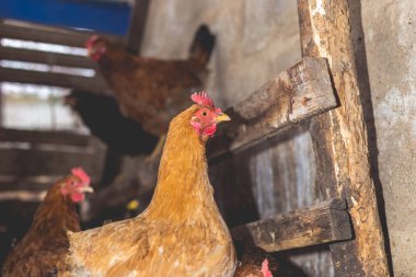 Çiftlikteki tavuklar. Tonlanmış, stil, renk fotoğrafı