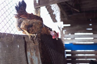 Çiftlikteki tavuklar. Tonlanmış, stil, renk fotoğrafı