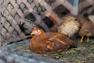 Çiftlikteki tavuklar. Tonlanmış, stil, renk fotoğrafı