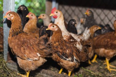 Çiftlikteki tavuklar. Tonlanmış, stil, renk fotoğrafı