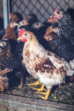 Çiftlikteki tavuklar. Tonlanmış, stil, renk fotoğrafı