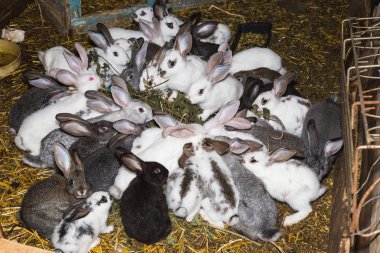 Küçük bir kulübede tavşan büyük bir grup ıslahı.