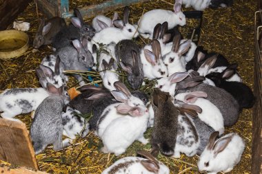 Küçük bir kulübede tavşan büyük bir grup ıslahı.