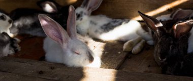 Küçük bir kulübede tavşan büyük bir grup ıslahı.