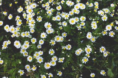 Yabani papatya çiçeği bir alan üzerinde. Güzel bokeh arka plan.