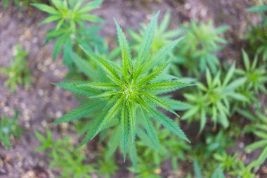 Bir kenevir bitki, kırsal kesimde bir esrar çalı.