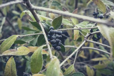 Bush zehirli siyah meyveleri hoarfrost ile kaplı