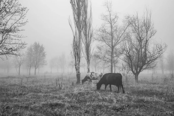 Caminhando as vacas no outono em uma floresta nebulosa — Fotografia de Stock