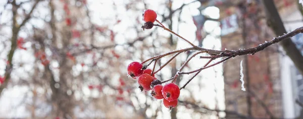 Sebuah cabang dari rowan merah ditutupi dengan hoarfrost — Stok Foto