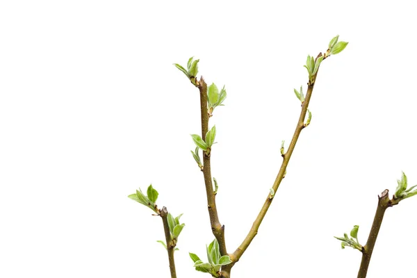 Beyaz arka planda izole genç armut ağacı — Stok fotoğraf