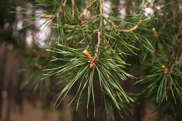 Pine toppen in het voorjaar. Pijnboomtakken bloeide. Jonge dennenappel. — Stockfoto