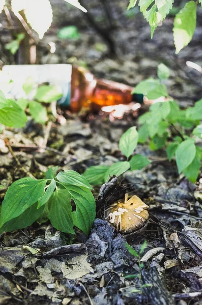Junger Pilz und Plastikflasche im Hintergrund. — Stockfoto