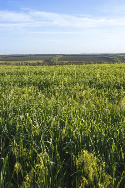 Field of young green oats at sunset